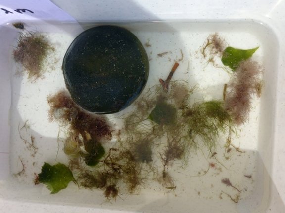 algae in a box for further determination