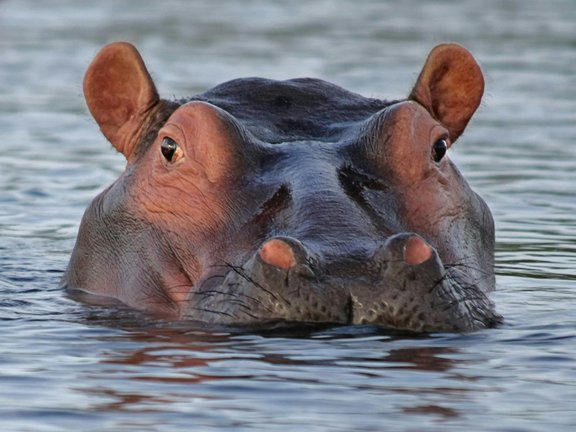 Nilpferd