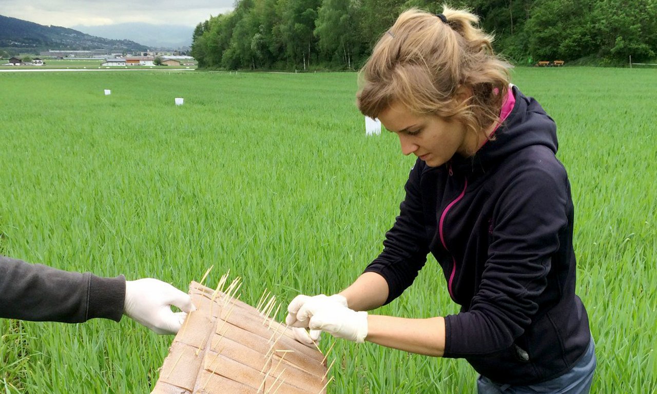 Feldarbeit