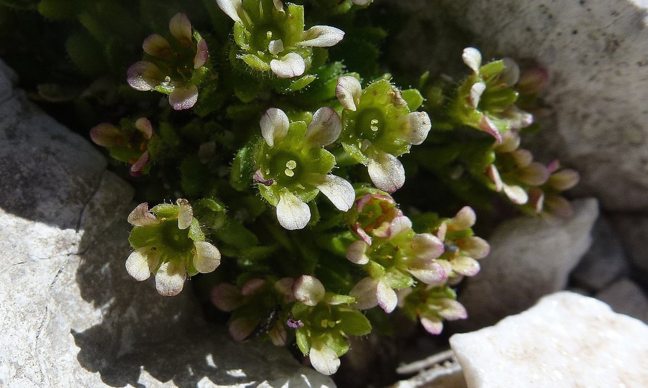 Die Steinbrech-Art Saxifraga facchinii
