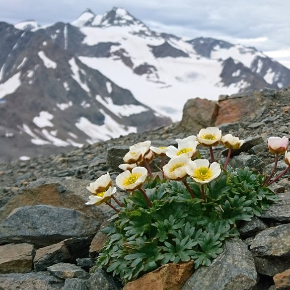 Flowering Ranunculus glacialis in front of Mt. Zuckerhütl