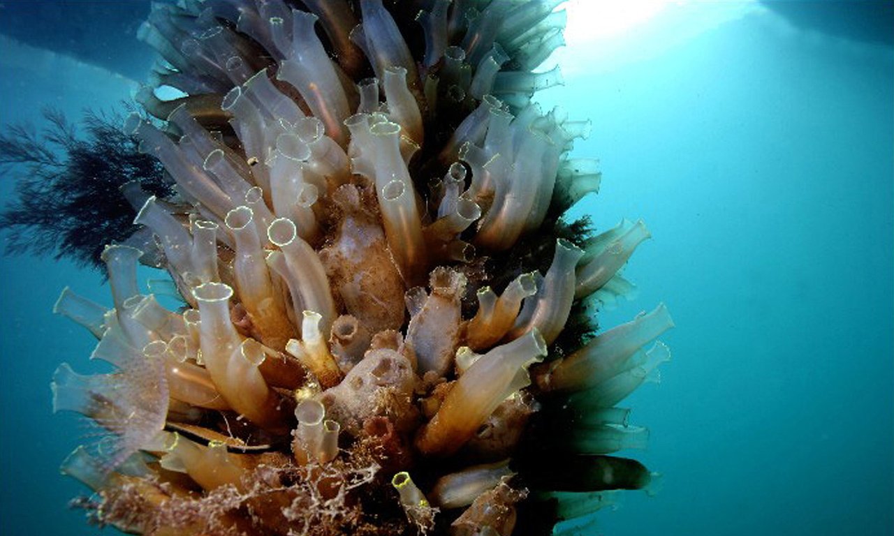Ciona intestinalis Kolonie