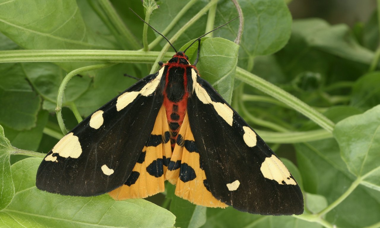 Bunter Schmetterling