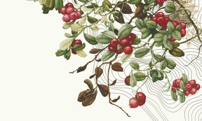 Pflanzendarstellung von Hugo M. Schiechtl