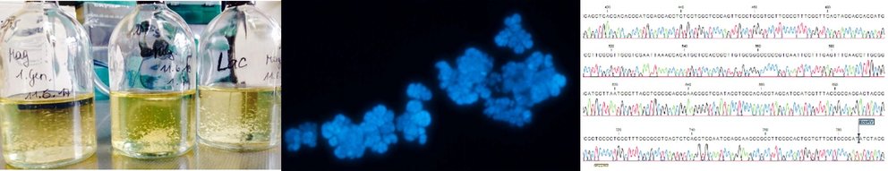 Physiologie anaerober Mikroorganismen