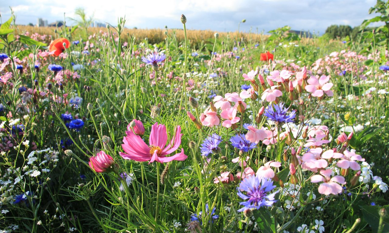 Blumenwiese