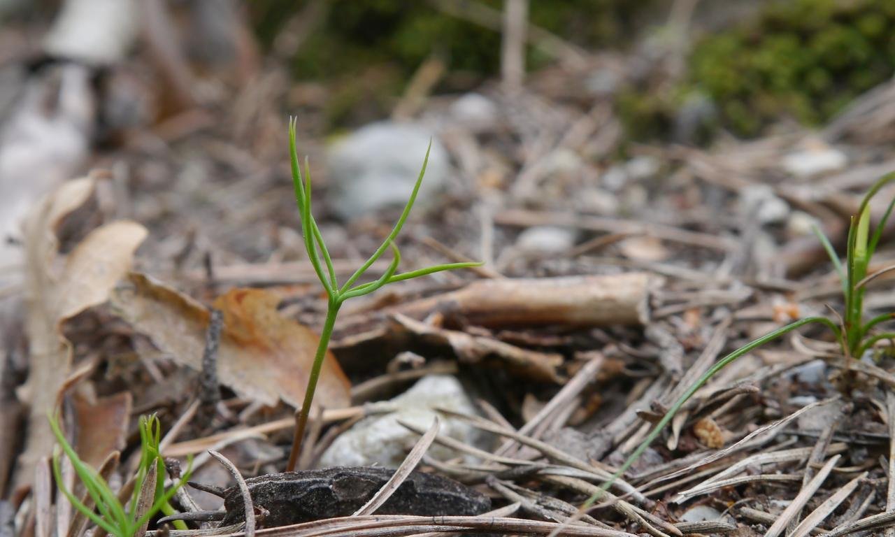 Zu sehen ist eine aufkeimende Pflanzen auf einem Waldboden
