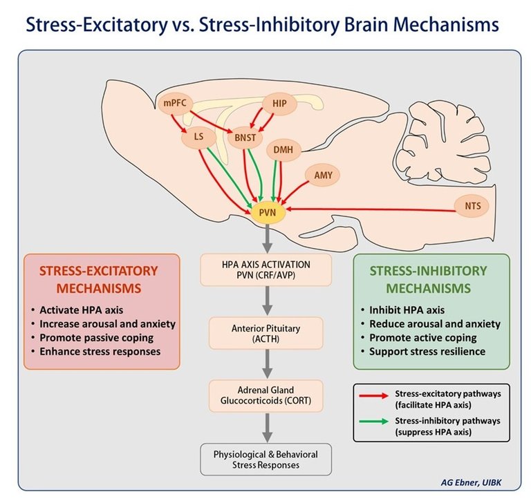 Grafik Stress-Excitatory vs Stress-Inhibitory Brain Mechanisms