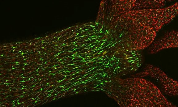 Das Nervensystem der Hydra in Grün und Rot als Netz sichtbar