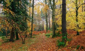 Ein herbstlicher Waldweg, bedeckt mit buntem Laub, umgeben von Bäumen in Gelb-, Orange- und Grüntönen.
