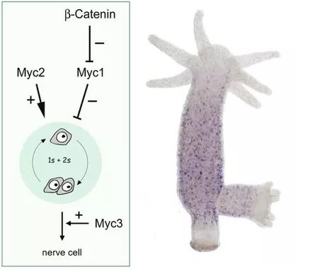 Dividing stem cells and hydra stem cell In Situ Hybridisation