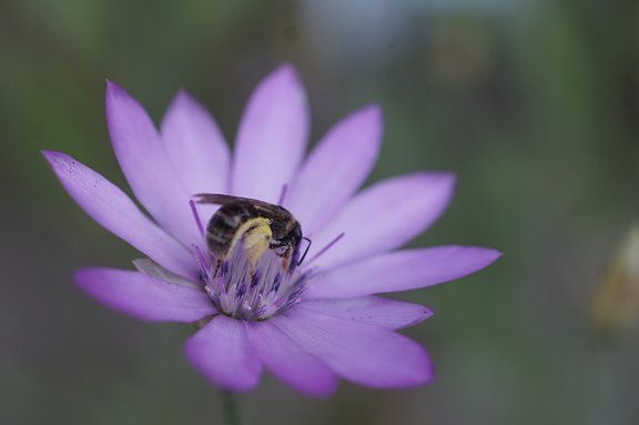 Xeranthemum annuum, Blütenstand mit Wildbiene