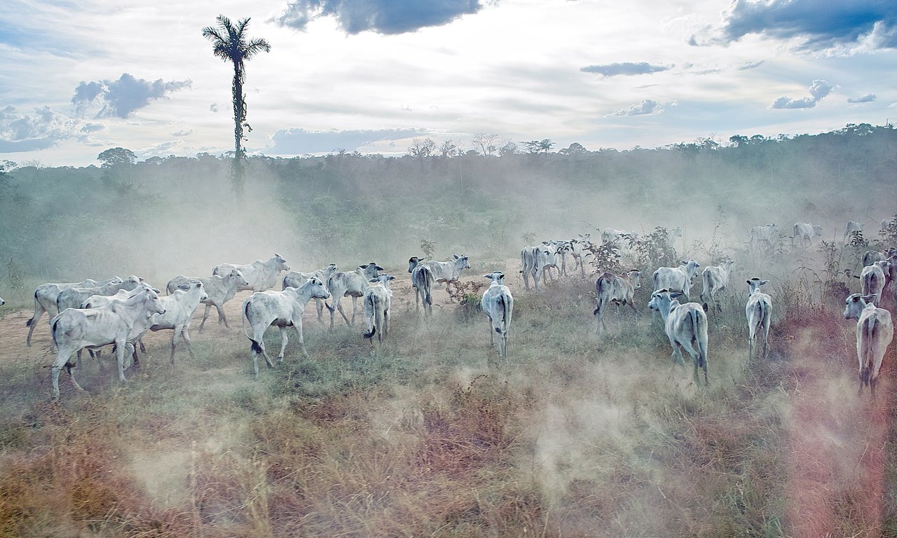 Illegale Rinderherden Amazonien