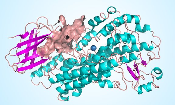Molekülstruktur des Enzyms 5-Lipoxygenase