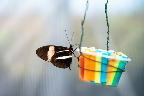 Schmetterling mit weißen Streifen sitzt auf einem buntgestreiften Futtertrog