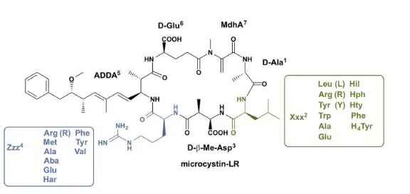 Microcystin molecule conserved structure and its variation