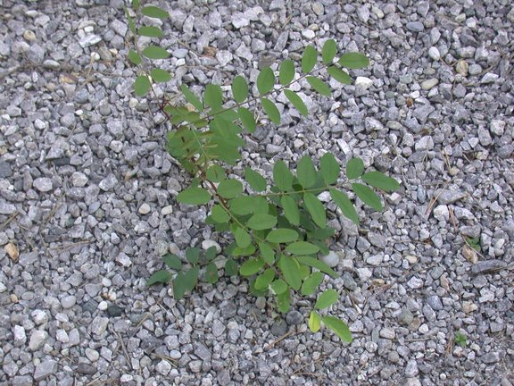 Robinia pseudacacia Jungpflanze