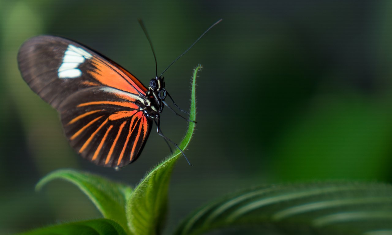 Heliconius