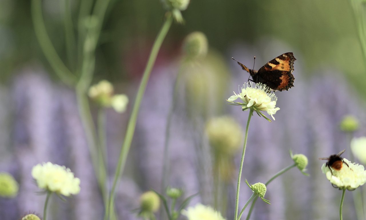 EIn Schmetterling und eine Hummel sitzen auf den Blüten inmitten einer Blumenwiese.