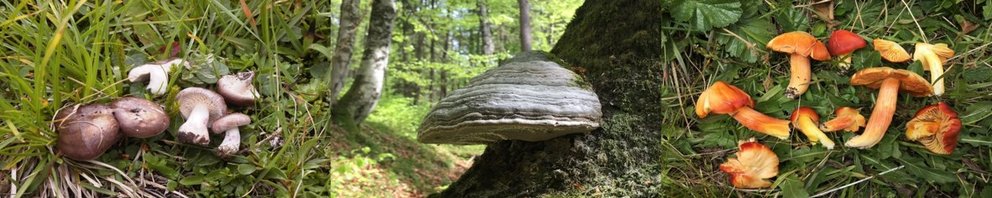 Mycological Collection