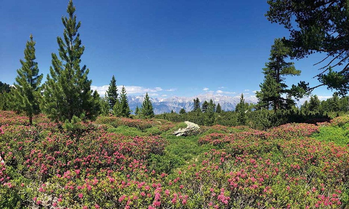 Botanik Master Universität Innsbruck