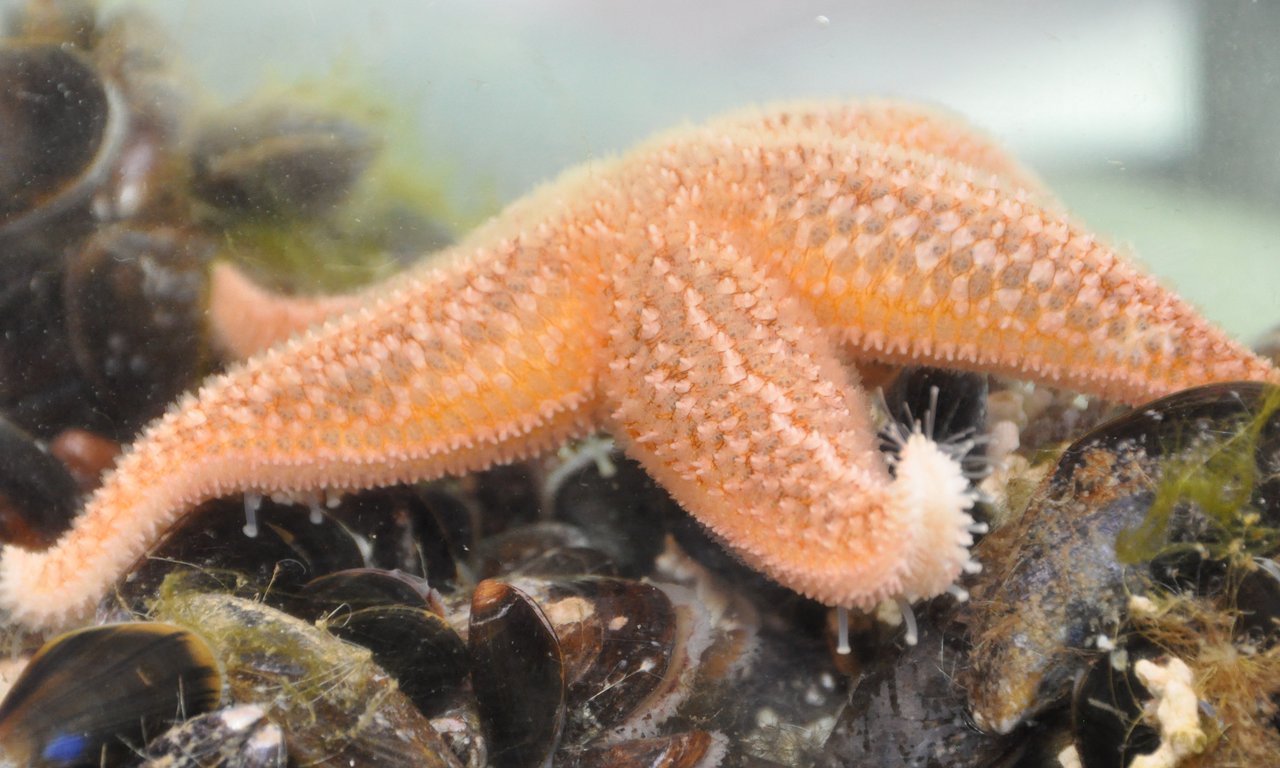 Seestern sitzt auf Miesmuscheln