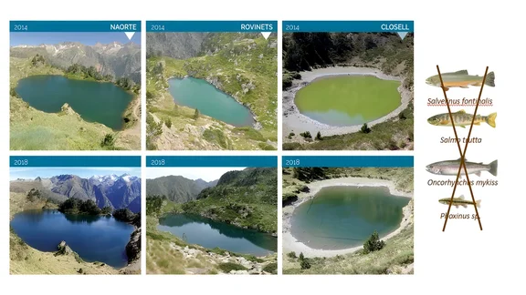 3 Bergeen im Vergleich: grünliche Verfärbung des Wassers vor der Fischentnahme, blaue Gewässer nach der Fischentnahme