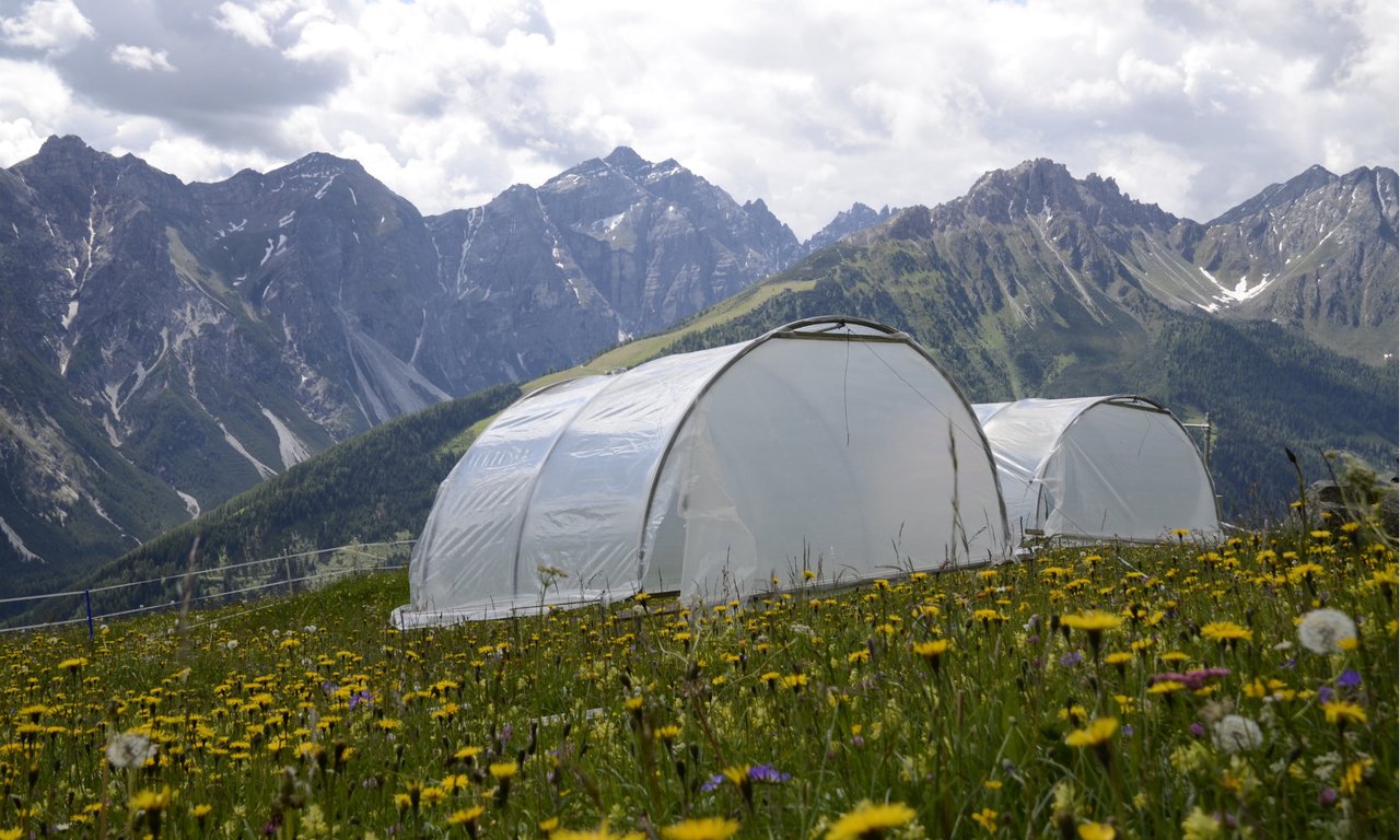 Testflächen im Stubaital