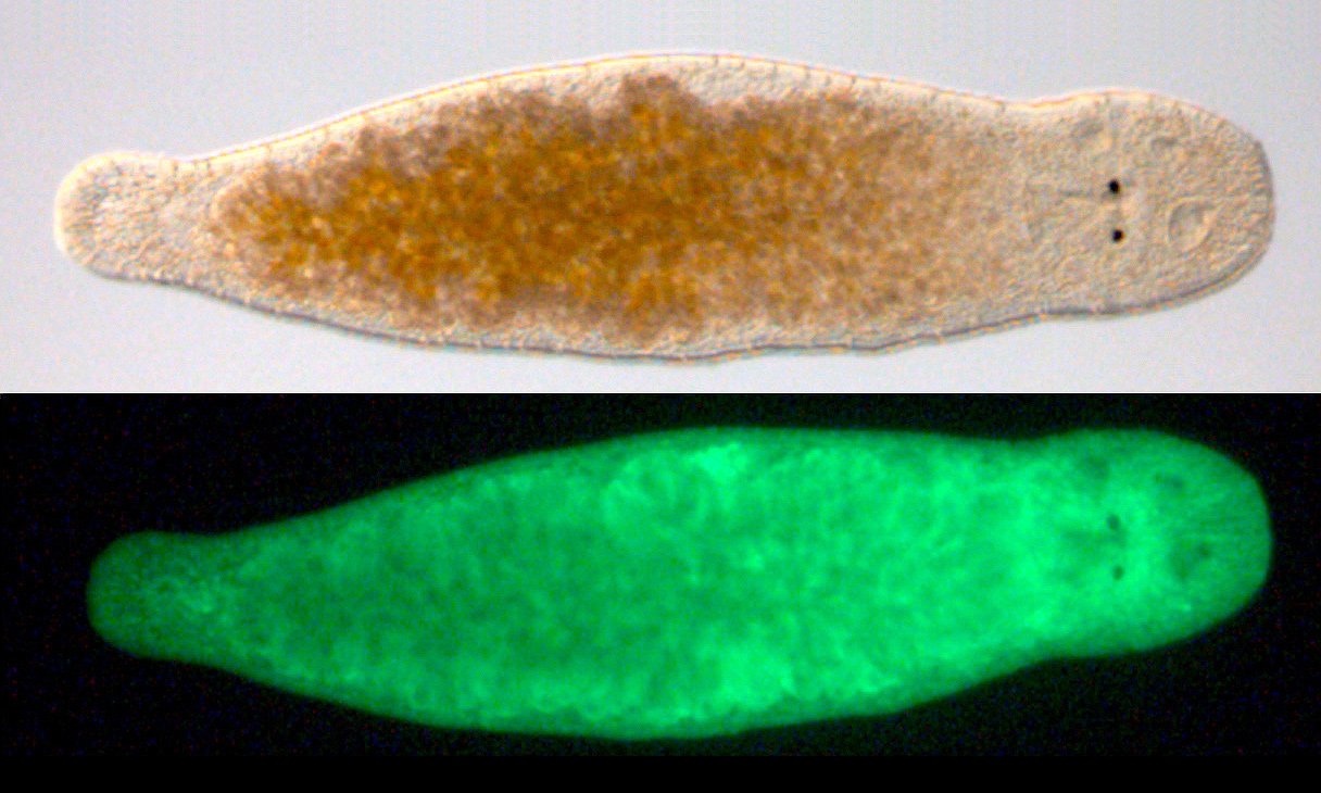 Macrostomum