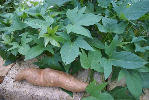 Süßkartoffelpflanze