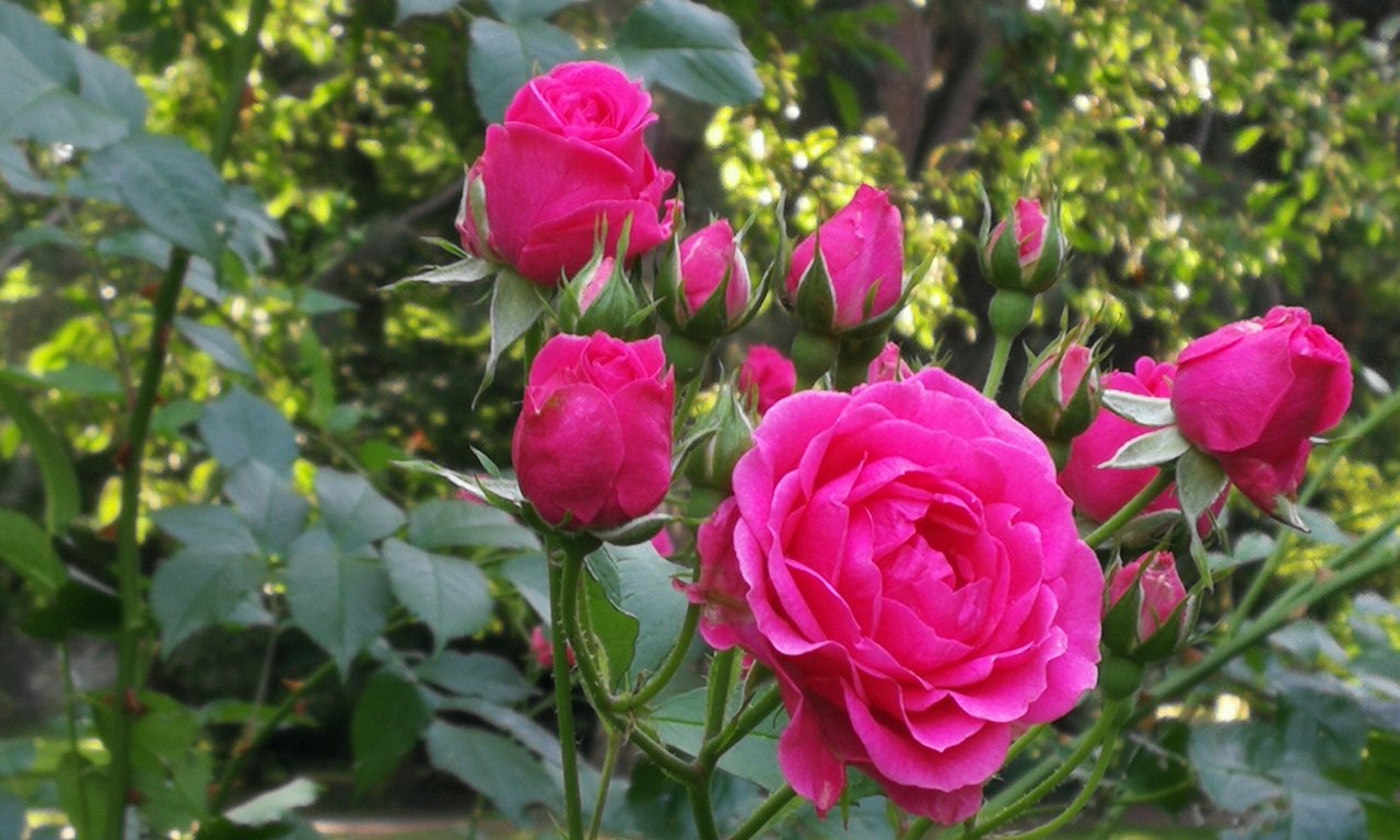 Rose_Fest_23