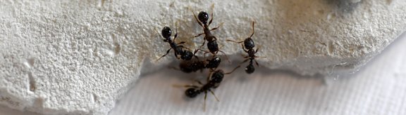 Mehrere Ameisen vor hellem Hintergrund
