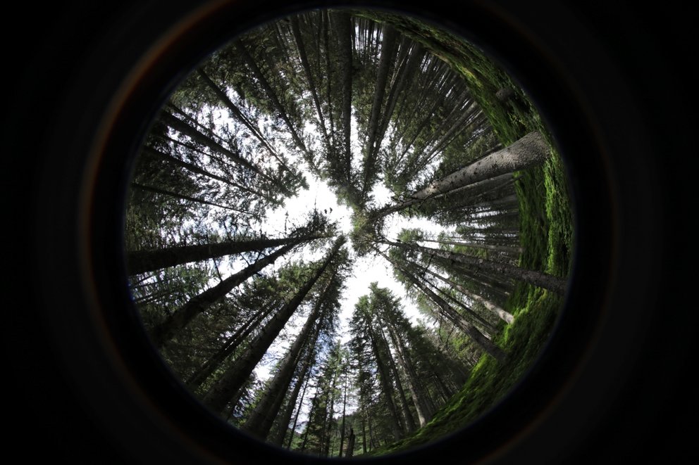 Photo taken up into the sky with a fisheye lens and capturing tree tops.