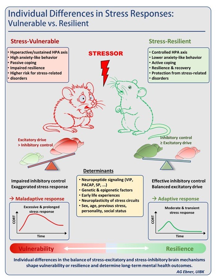 Grafik Individual Differences in Stress Responses: Vulnerable vs Resilient