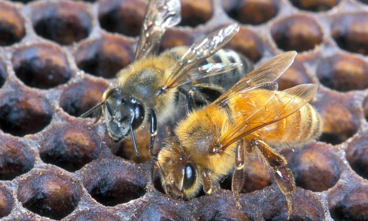 Bienen