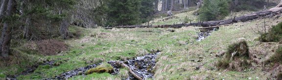 Forest gap in a subalpine spruce forest with lying deadwood
