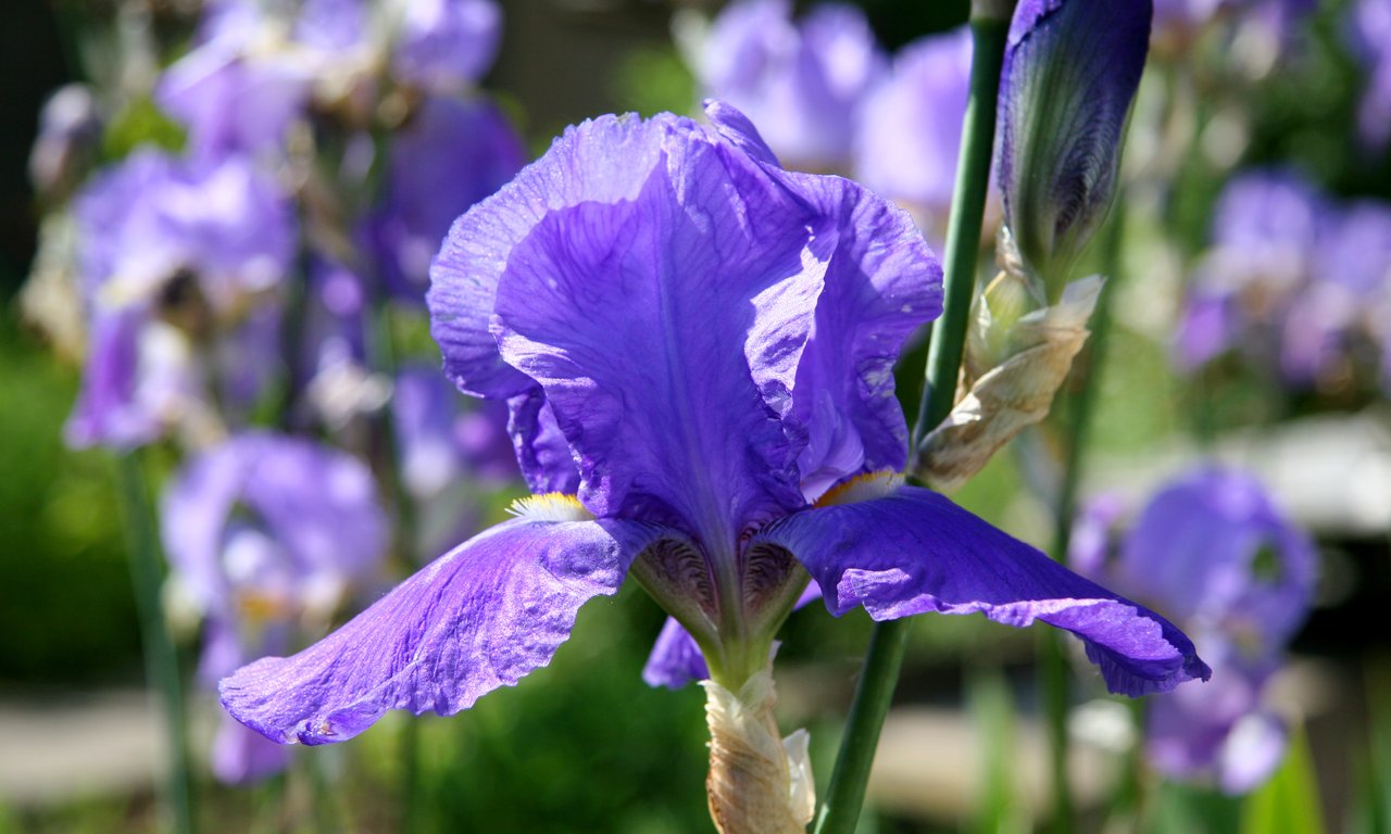 Nahaufnahme der Blüte einer violetten Schwertlilie, im Hintergrund sind weitere Blüten unscharf zu sehen.