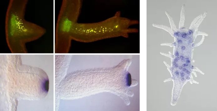 Interactions between oral and aboral signaling and their combined action in setting up axial positional values in newly forming buds, aggregates and regenerating polyps