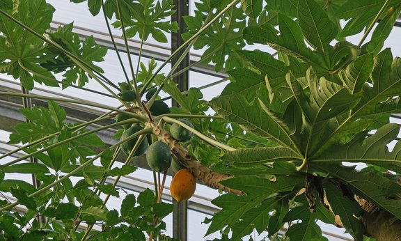 Papayafrüchte am Baum