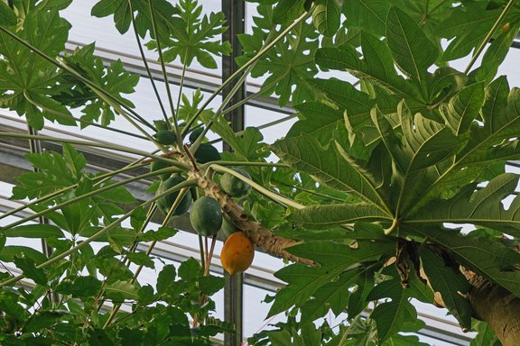 Papayafrüchte am Baum