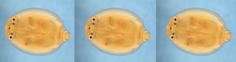 Prosopistoma pennigerum s