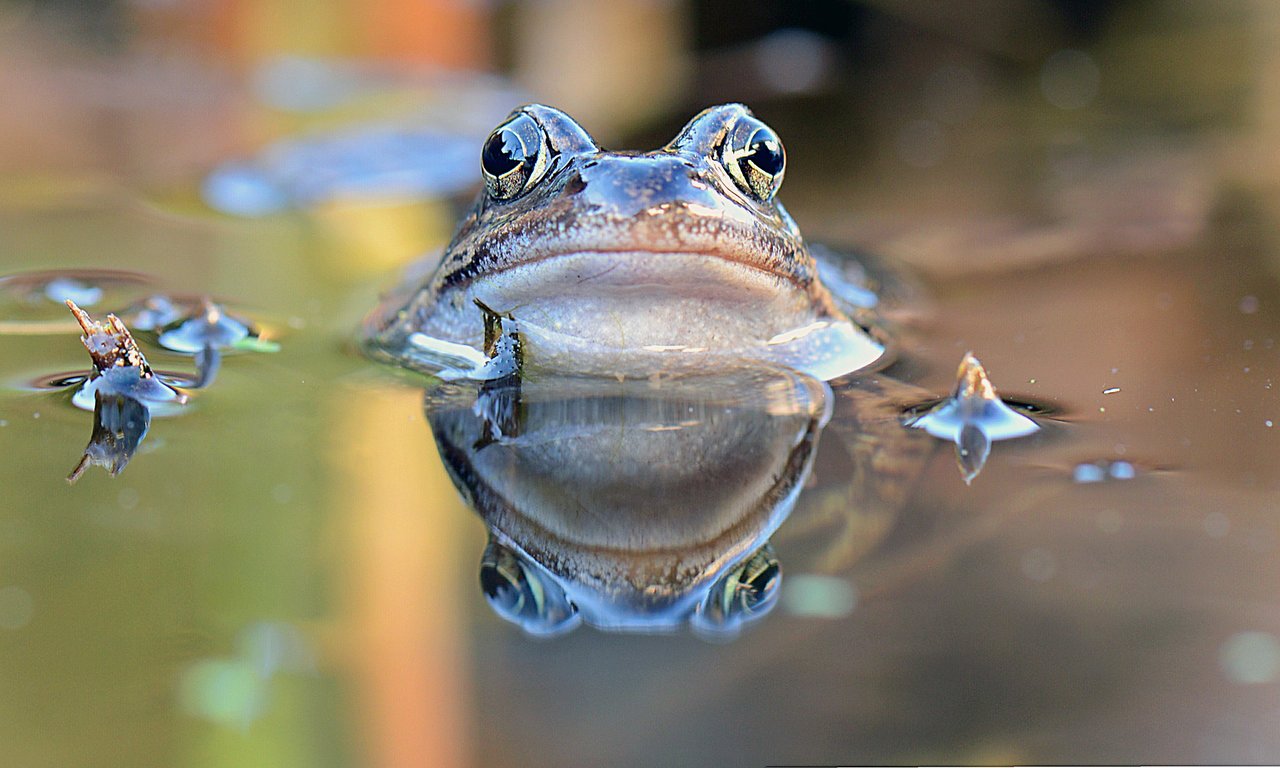 Frosch im Wassertropfen