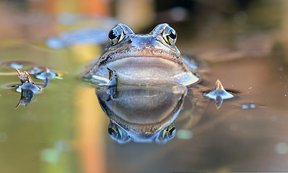 Frosch im Wassertropfen