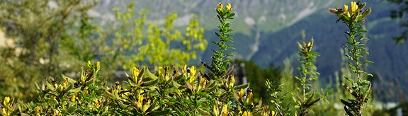 Blühender Behaarter Zwerg-Geißklee vor der Innsbrucker Nordkette