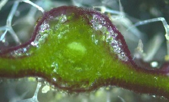 Frozen leaf of Arabidopsis arenosa cross sectioned
