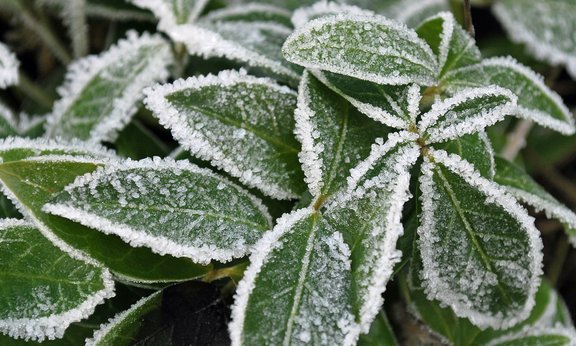 Pflanzen haben verschiedene Strategien entwickelt, um mit Frost umzugehen. Im Bild ein gefrorenes Kleines Immergrün.