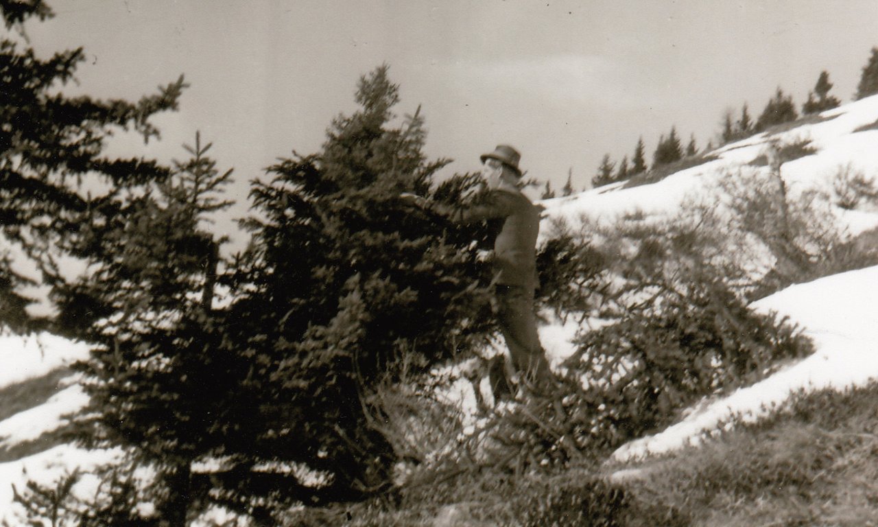 Historische Waldnutzung