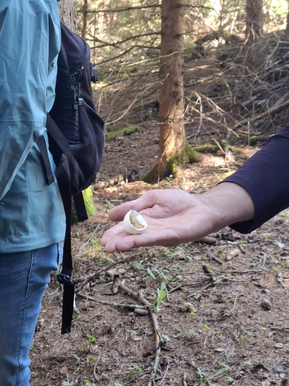 Eierschale auf Hand