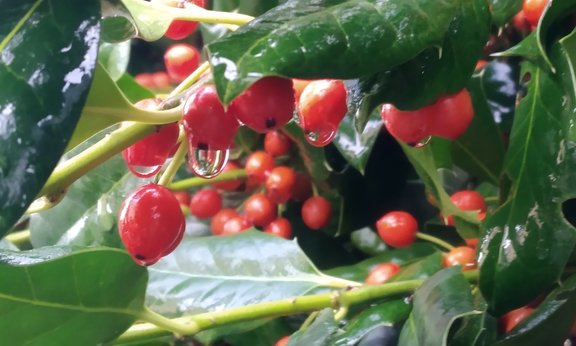 Symbolic picture showing water dropping from a plant with red berries.
