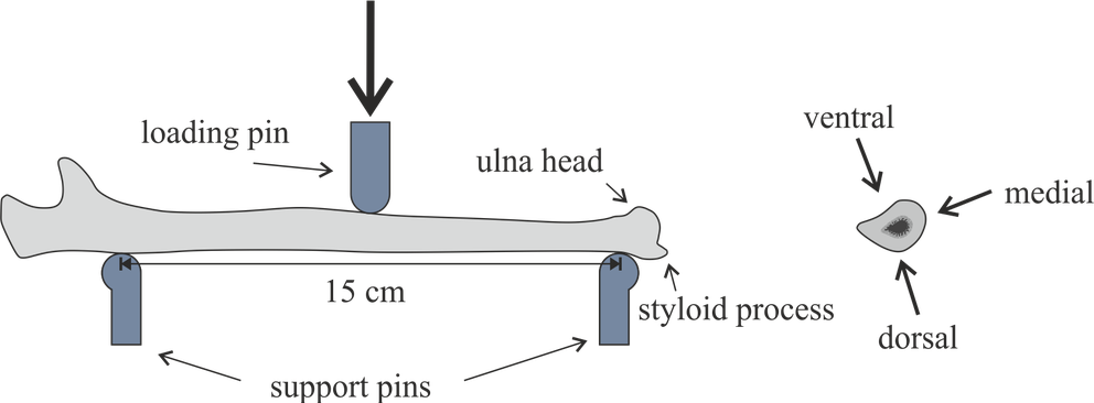 Fixierung der Ulna für den 3-Punkt-Biegeversuch